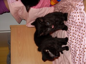 Conny Enger 2011 109.jpg