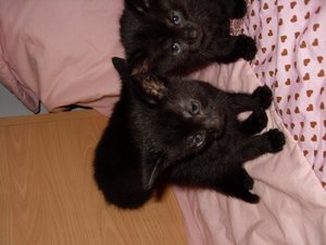 Conny Enger 2011 108.jpg