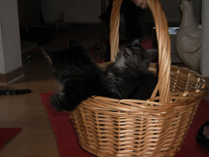 wuschel u moppel im korb 4.jpg