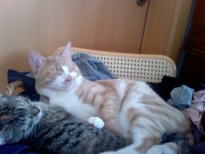 Foto am 30-07-2011 um 15.51.jpg