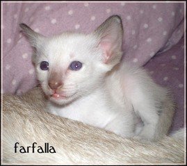 farfalla 1.8 3.jpg