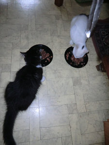 charlie und biene.jpg