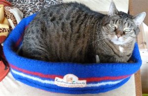 Jule im Lastrami-Bettchen1.jpg