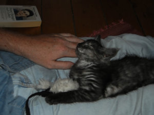 Wuschel schläft.jpg