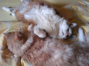 2011-07-17 11.23.35.jpg