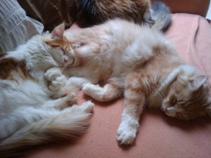 2011-07-24 18.41.21.jpg