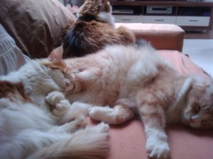 2011-07-24 18.41.03.jpg