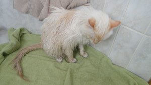 smee ist in den teich gefallen und geduscht.jpg