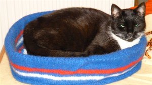 Gipsy im Bettchen.jpg