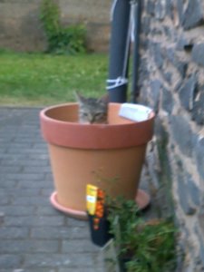 Handy aug.11 201.jpg