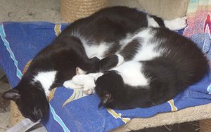 Fräulein Blacky und Herr Pausbacke.jpg