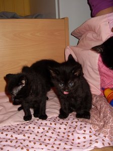 Conny Enger 2011 109.jpg