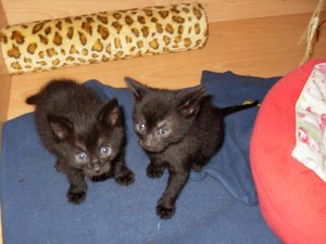 Conny Enger 2011 119.jpg