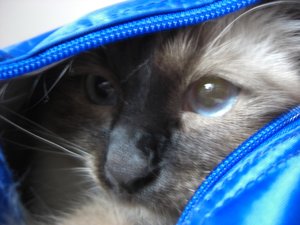 Katzen August 2011 012.jpg