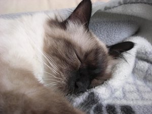 Katzen August 2011 019.jpg