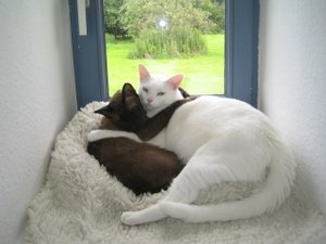 Spielkissen 10 x 20 cm mit Katzenminzeeinlage 001.jpg