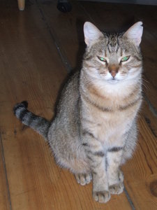 Minnie on the floor.jpg