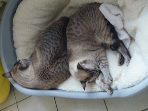 katzen 30.03.12 067.JPG