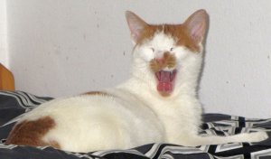 der kleine knödel1.jpg