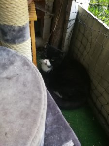 IMG-20200527-WA0006(1).jpg IMG-20200527-WA0006(1).jpg