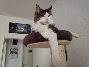 WhatsApp Image 2020-05-30 at 19.57.23.jpeg