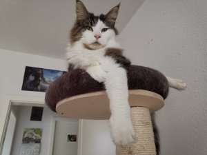 WhatsApp Image 2020-05-30 at 19.57.32.jpeg