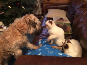 7AAC3708-ADB4-4851-A31D-26504330E22E.jpeg 7AAC3708-ADB4-4851-A31D-26504330E22E.jpeg