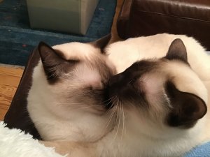 99B050CE-3C89-4A3A-94E6-1FEDAC1B173F.jpeg 99B050CE-3C89-4A3A-94E6-1FEDAC1B173F.jpeg