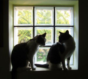 Check und Snooker06.jpg