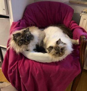 2C875A89-9118-4428-AB34-051410BDA0D2.jpeg 2C875A89-9118-4428-AB34-051410BDA0D2.jpeg