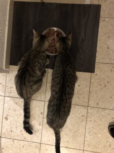 EECF3416-708C-4AFD-A061-C8D09CCA47B8.jpeg EECF3416-708C-4AFD-A061-C8D09CCA47B8.jpeg