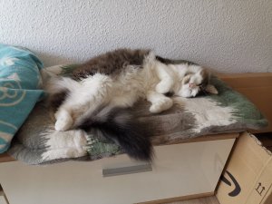 WhatsApp Image 2020-06-24 at 14.43.23.jpeg