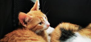 WhatsApp Image 2020-07-01 at 17.34.46.jpeg