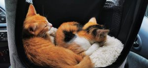 WhatsApp Image 2020-07-01 at 17.34.45.jpeg