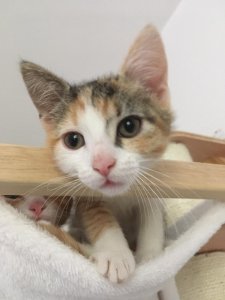 WhatsApp Image 2020-07-08 at 13.54.32.jpeg WhatsApp Image 2020-07-08 at 13.54.32.jpeg