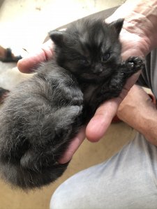 4EE5E770-997F-460F-89DC-B2A20FBCE03F.jpeg 4EE5E770-997F-460F-89DC-B2A20FBCE03F.jpeg