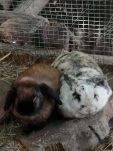 IMG_20200728_090114.jpg IMG_20200728_090114.jpg