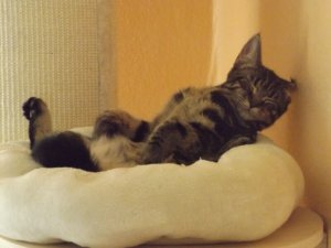 Bequeme Schlafposition.jpg