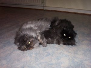 Henry und Delilah.JPG