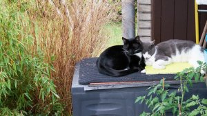 dick und dünn 1.jpg