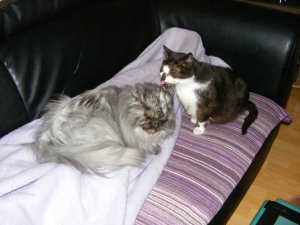 Henry und Samantha.JPG