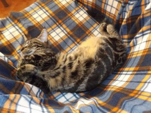 Doofschlaf Tiffi.jpg