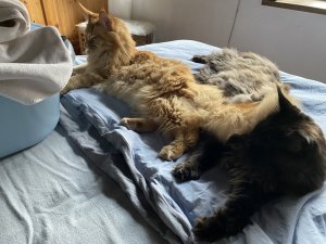 IMG_1420.jpeg IMG_1420.jpeg