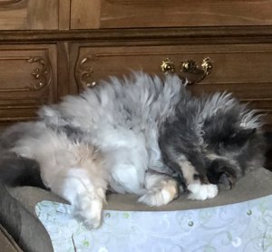 IMG_4749.jpeg IMG_4749.jpeg