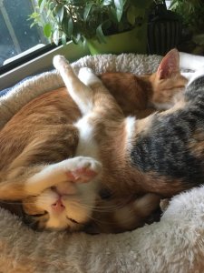 WhatsApp Image 2020-10-06 at 13.12.23.jpeg WhatsApp Image 2020-10-06 at 13.12.23.jpeg