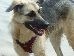 P1020340 - Kopie.JPG