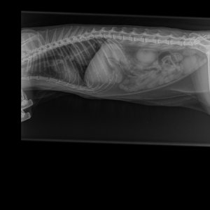 Wagner,_Mandy_Katze_Bartleby_6029_Weichteile Katze-Abdomen lat-12.10.2020-18_16_15-285.JPEG