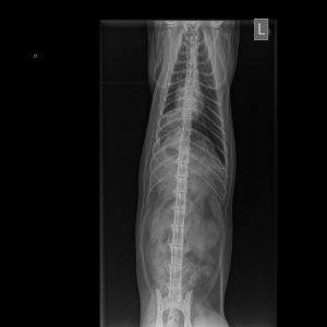 Wagner,_Mandy_Katze_Bartleby_6029_Weichteile Katze-Abdomen vd-12.10.2020-18_16_17-298.JPEG