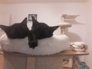 WhatsApp Image 2018-08-25 at 08.20.34.jpeg