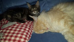 WhatsApp Image 2017-04-29 at 16.31.23.jpeg